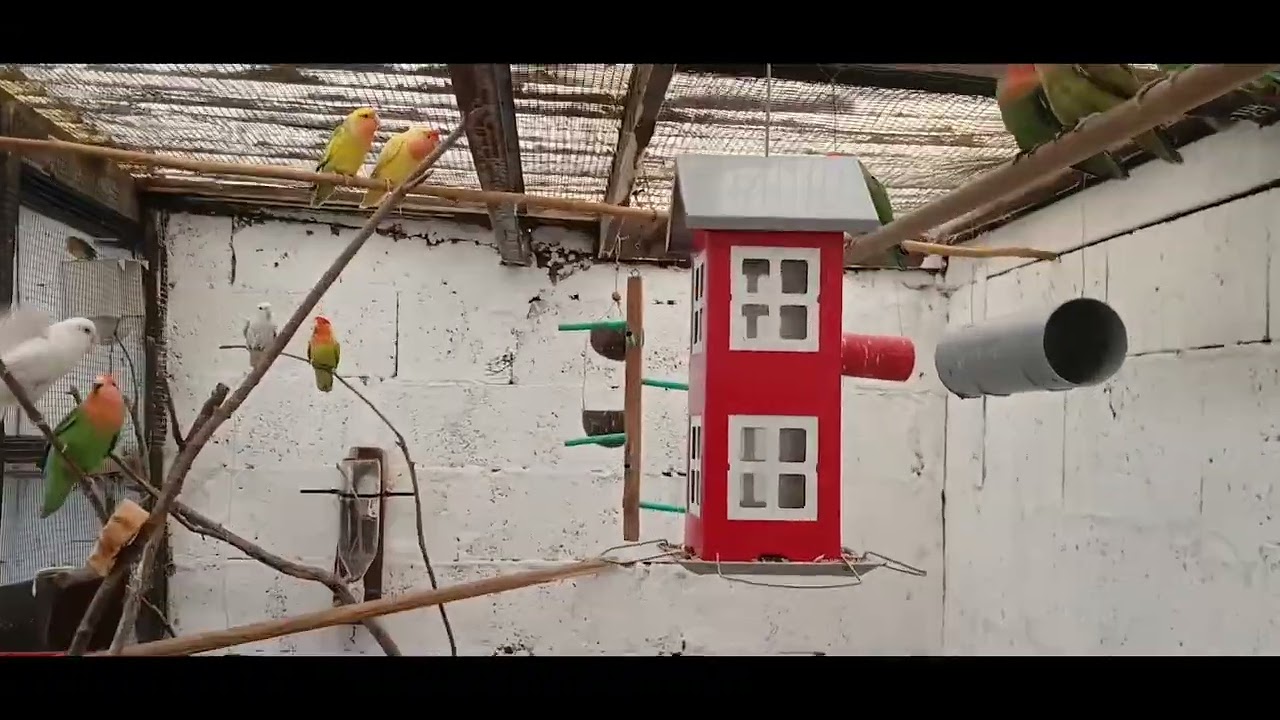 deuxieme tournee pour quelques perruches et paddas et evolution de bigorneau 😊😊🐦🐦🐦