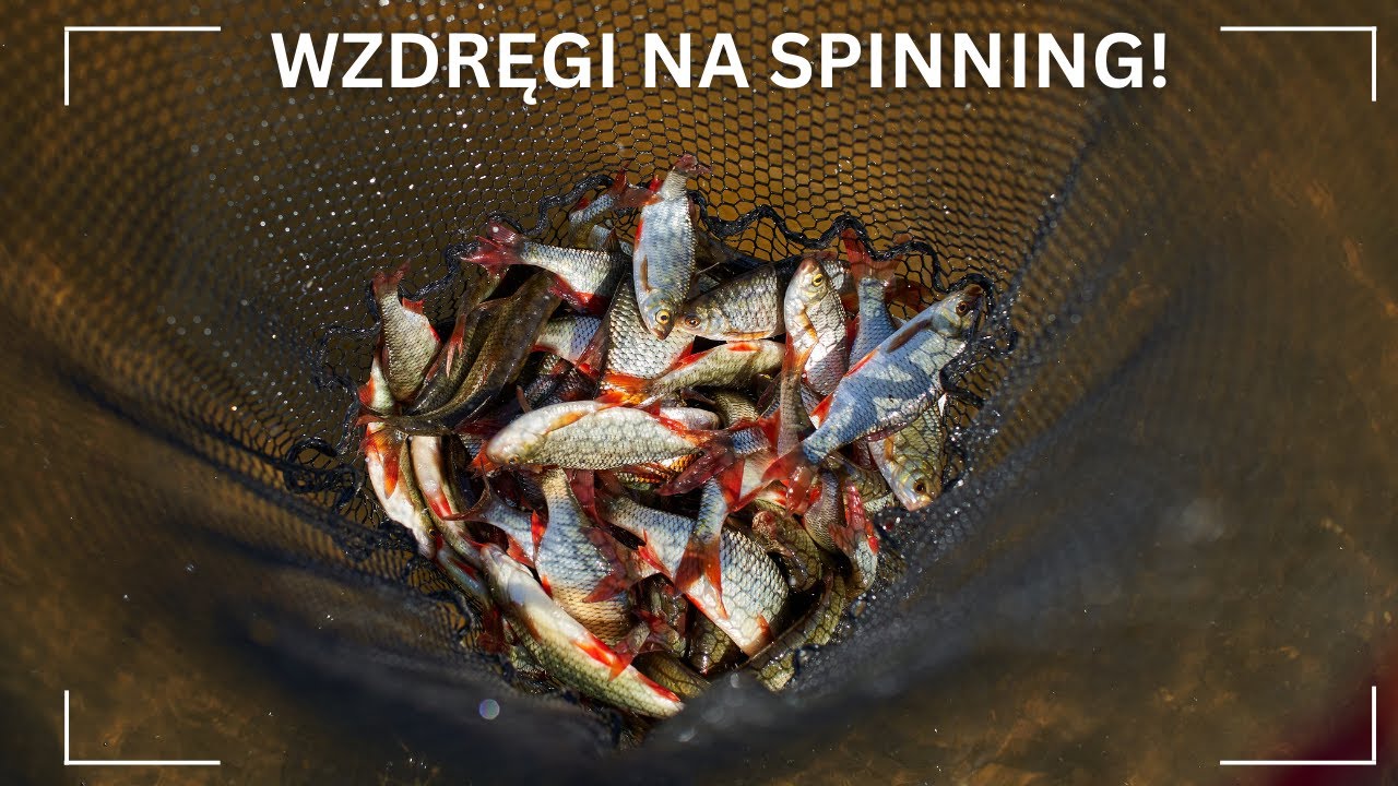 WZDRĘGI w hurtowych ilościach na gumy FISHCHASER! NANO ZERO do 1,5g!