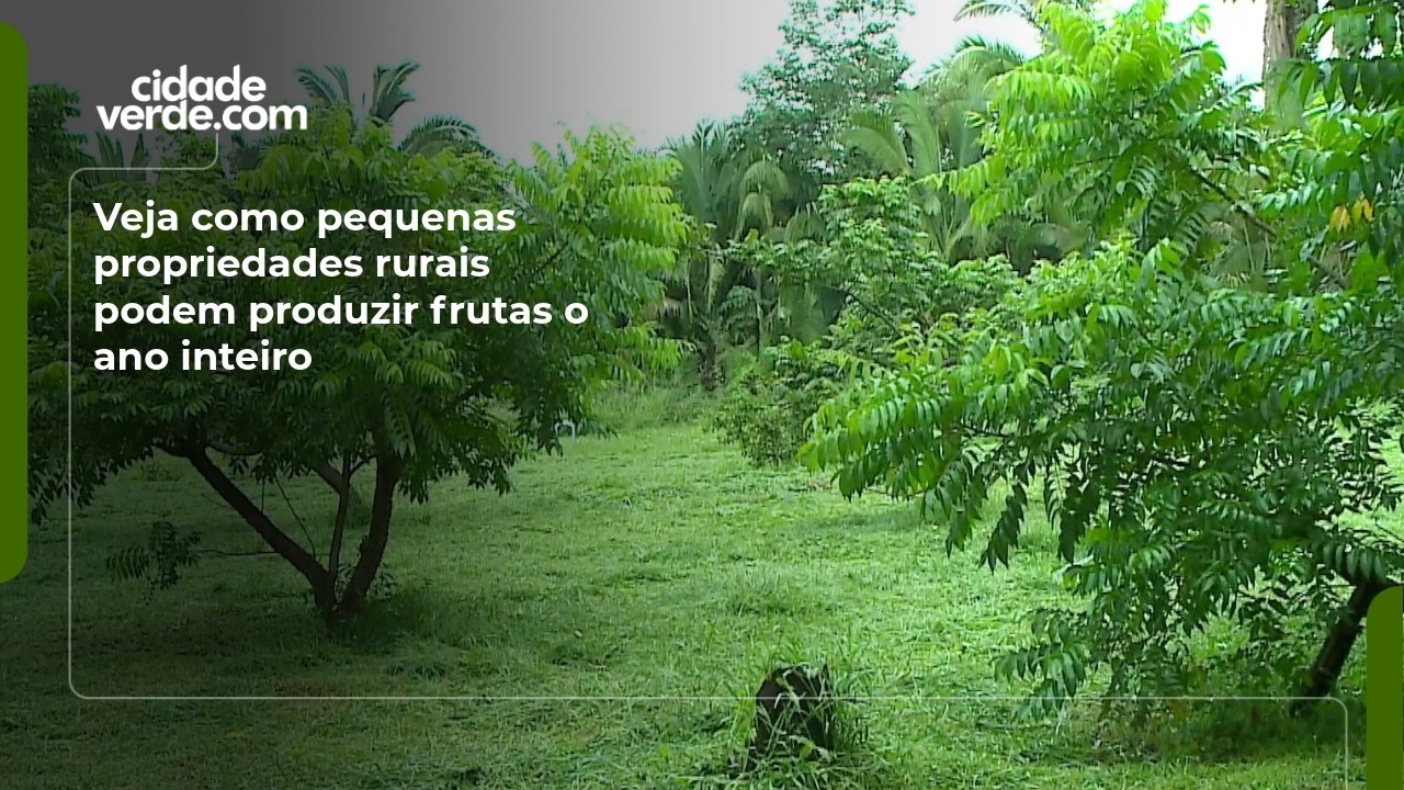 Veja como pequenas propriedades rurais podem produzir frutas o ano inteiro