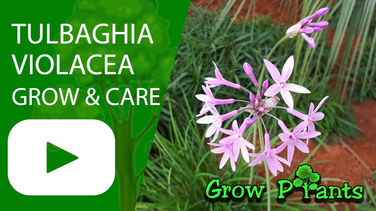Tulbaghia violacea - grow, harvest & Eat (Society garlic)
