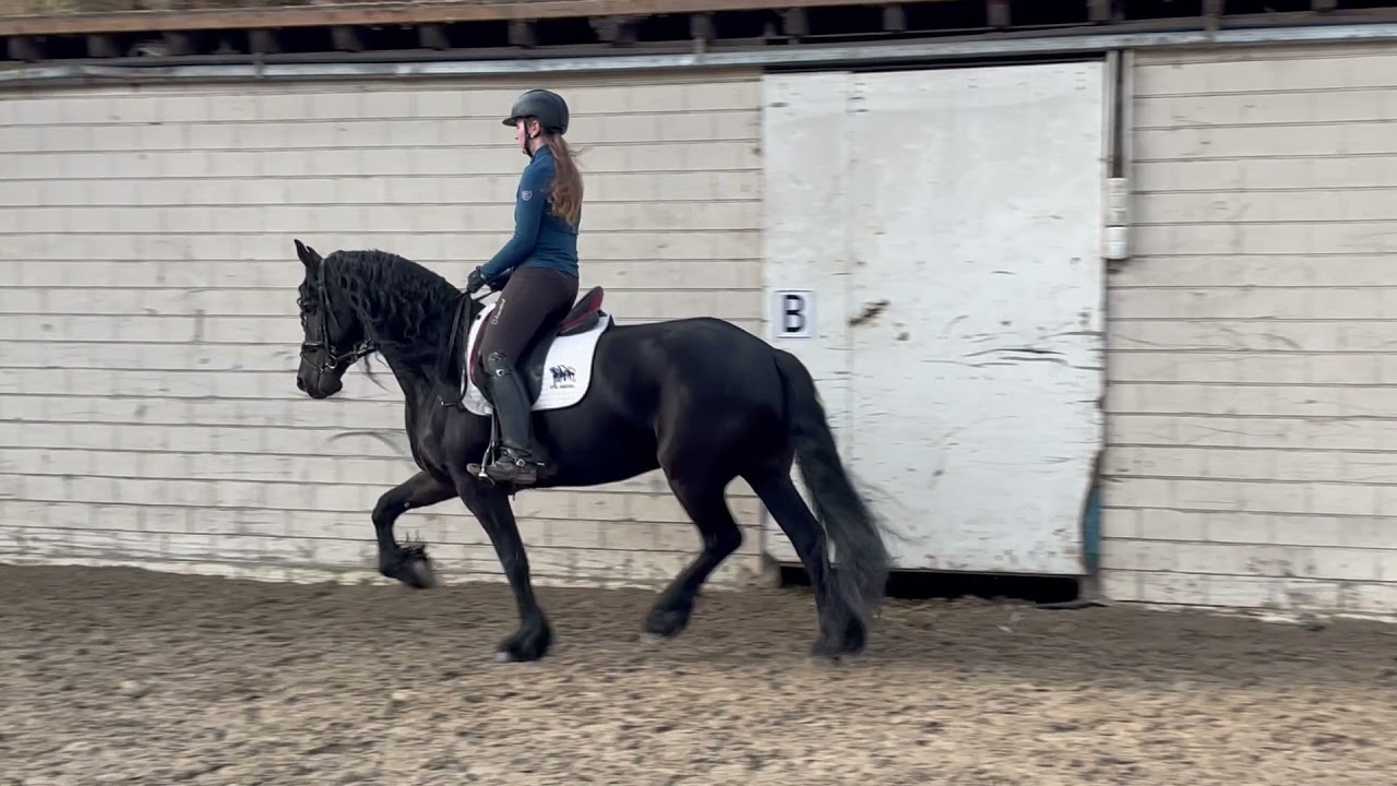 Stal Okkema's Fokelientje - Bartele 472 x Jasper 366 - Mare in foal - 2017 - 1.66m