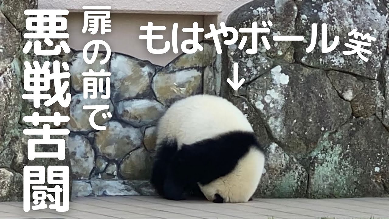 これは...ひとりコント!?😂思うようにいかず悪戦苦闘してる子パンダ楓浜が可愛すぎる件🥰
