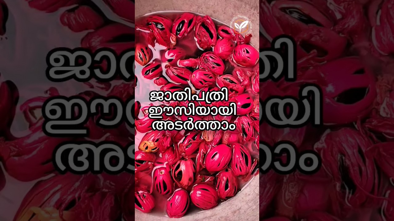 ജാതിപത്രി കേടില്ലാതെ ഈസിയായി അടർത്താം  #nutmeg #spices #shorts #youtubeshorts #agriculture