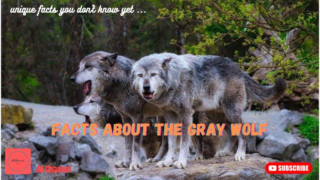 6 Facts About The Gray Wolf, Unique facts you don't know yet&hellip;