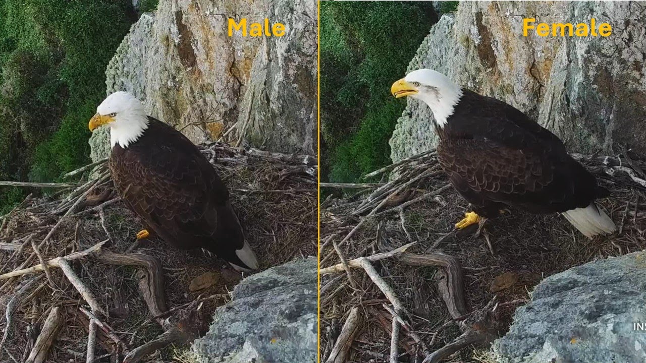 West End Eagles🦅Aerial Food Fight ⚔️ Aerobatics 🚀 Nest Misses 🔁 SEDs Together🥰explore.org 2026 Feb 4