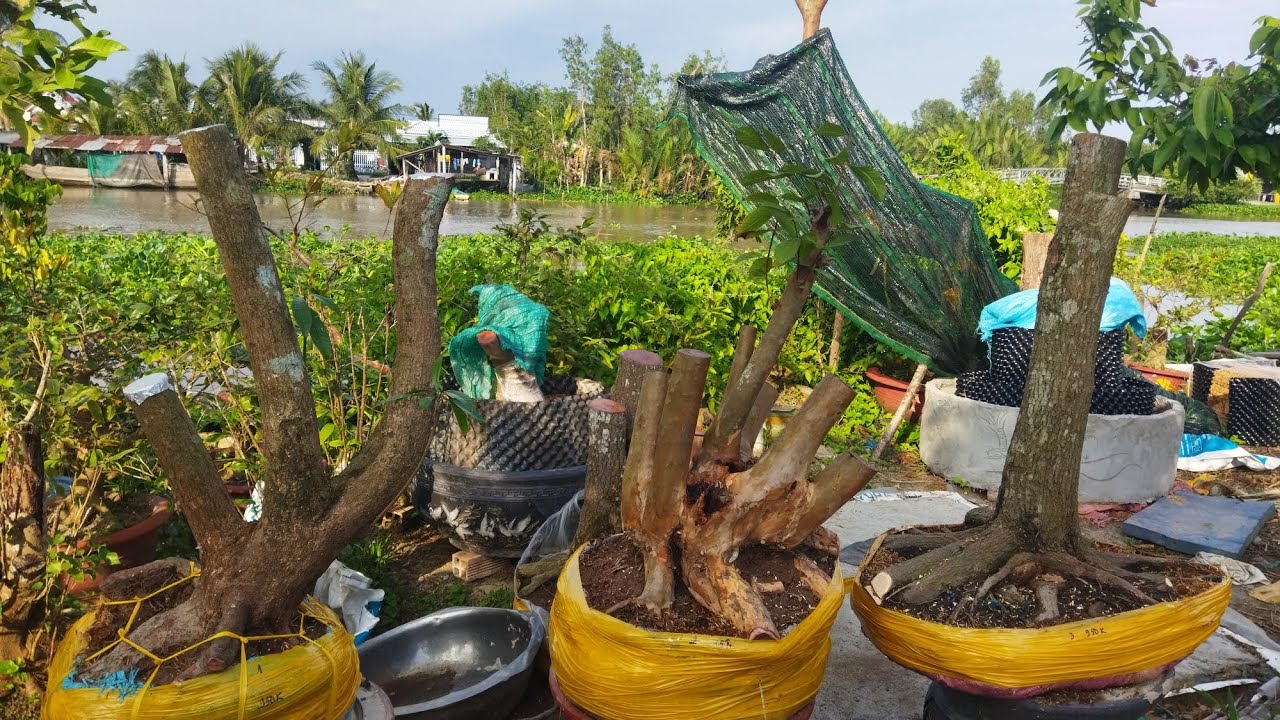 GL ph&ocirc;i v&uacute; sữa, ỏi, l&ecirc;kima gi&aacute; dể chơi LH nghị 0349713824