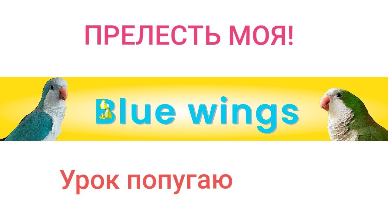 ПРЕЛЕСТЬ МОЯ! УРОК ДЛЯ ПОПУГАЯ. УЧИМ ПОПУГАЯ ГОВОРИТЬ.
