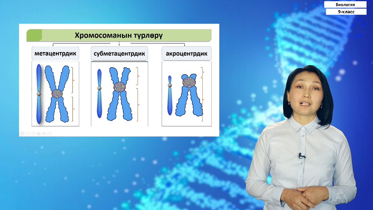 9-класс |  Биология |  Клетканын хромосомалык топтому- тиричиликтин мүнөздүү негизи катары