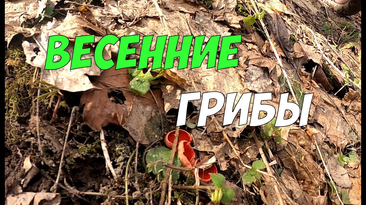 Весенние грибы саркосцифа и саркосома - бродим по лосиным тропам