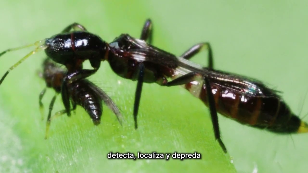 Biobest España. Lanzamiento Vespiformis-System. Actualización contra el Thrips parvispinus.