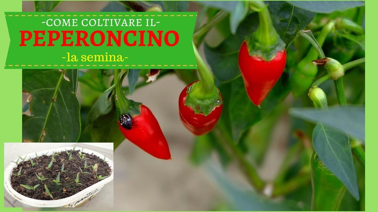 COME COLTIVARE IL PEPERONCINO PICCANTE | La semina in semenzaio
