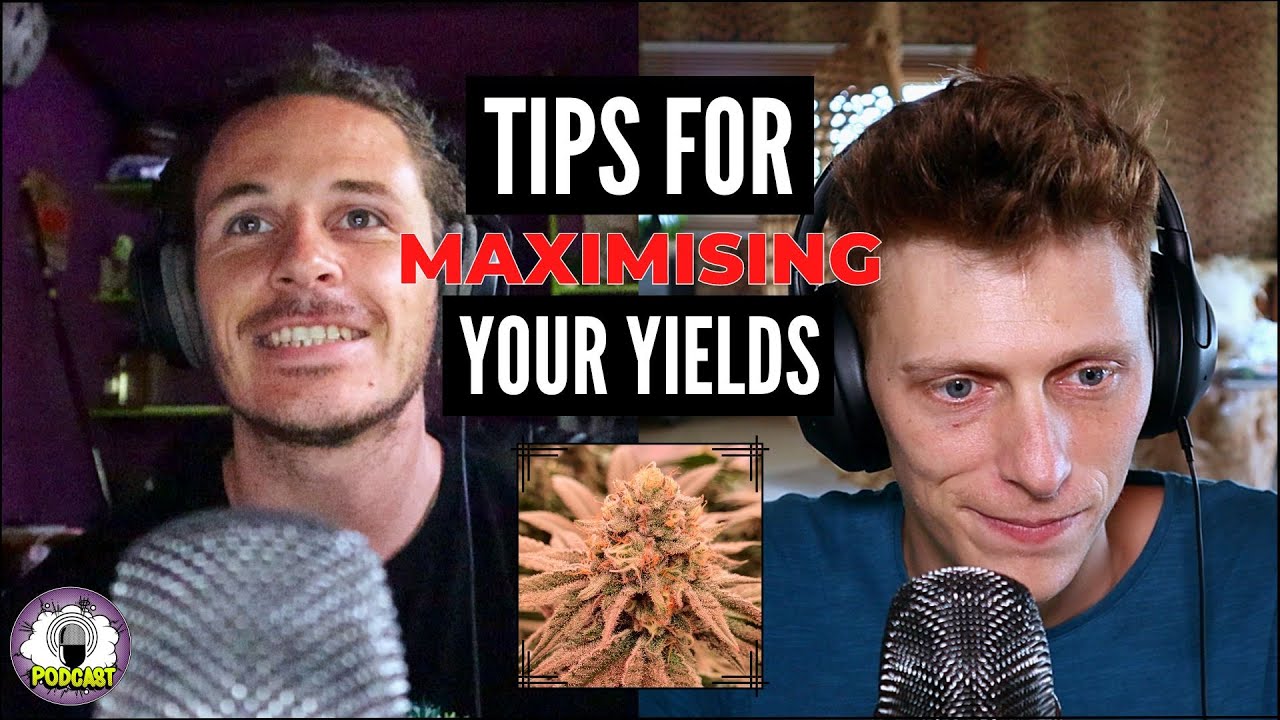 Maximizing Yields: Tips and Tricks for a Successful Flowering Period