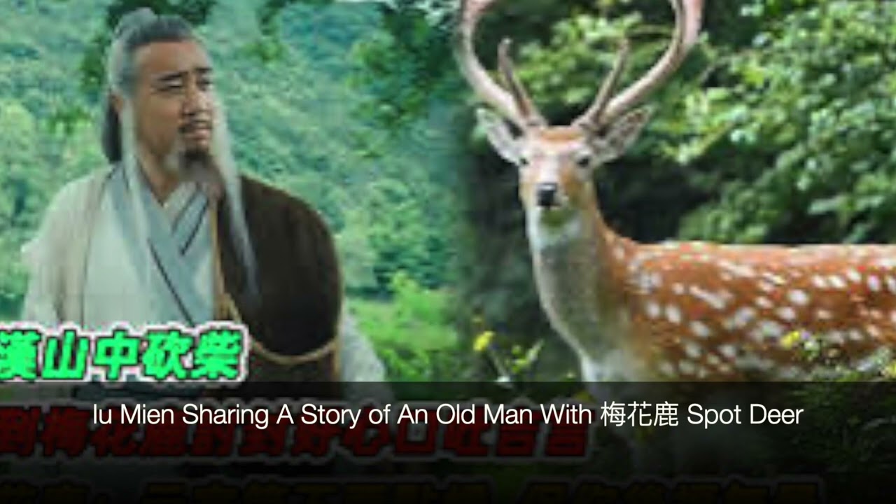(19) Iu Mien Sharing A Story of An Old Man With 梅花鹿 Spot Deer