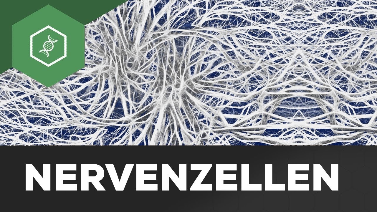 Nervenzelle einfach erkl&auml;rt: Aufbau & Funktion