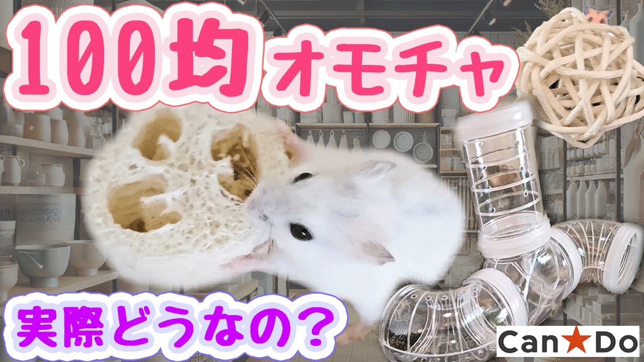 100均に売ってるハムスターグッズをレビューしてみた