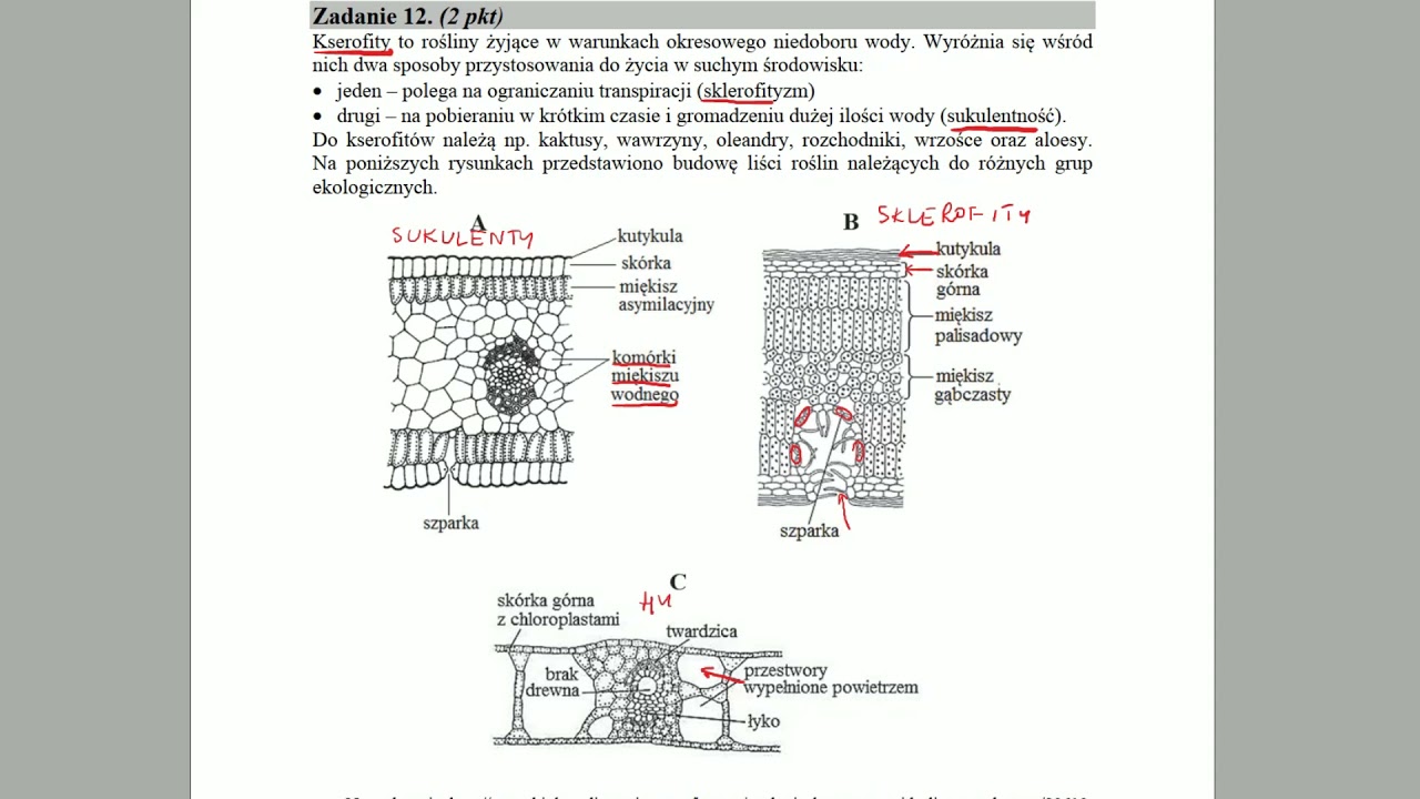 BOTANIKA - Formy ekologiczne roślin - ZADANIA MATURALNE Z BIOLOGII 🌱