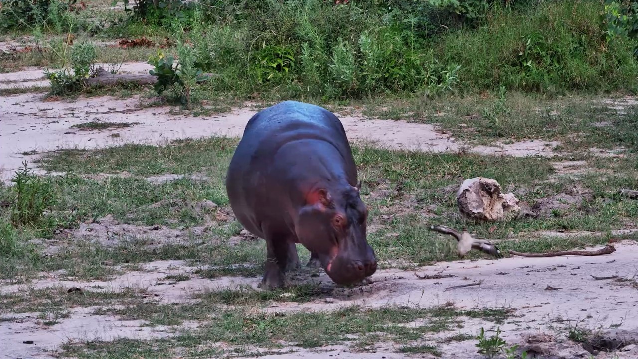 Hippo’s 1-Minute Adventure… Then Back to the Water!