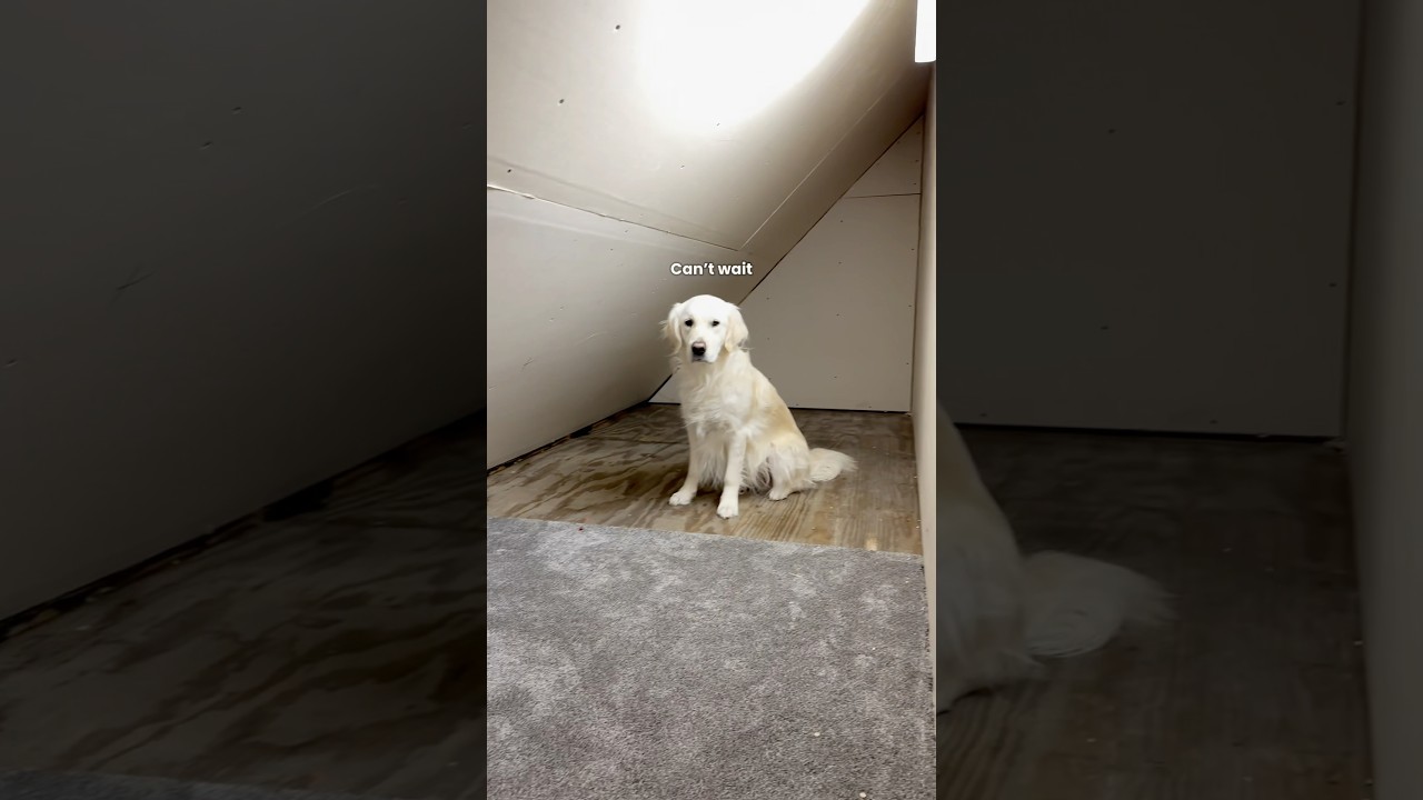 Giving my dog his own ROOM ✨🤍 #transformation #makeover #dogmom #diy #dog #dogvideos #closetgoals
