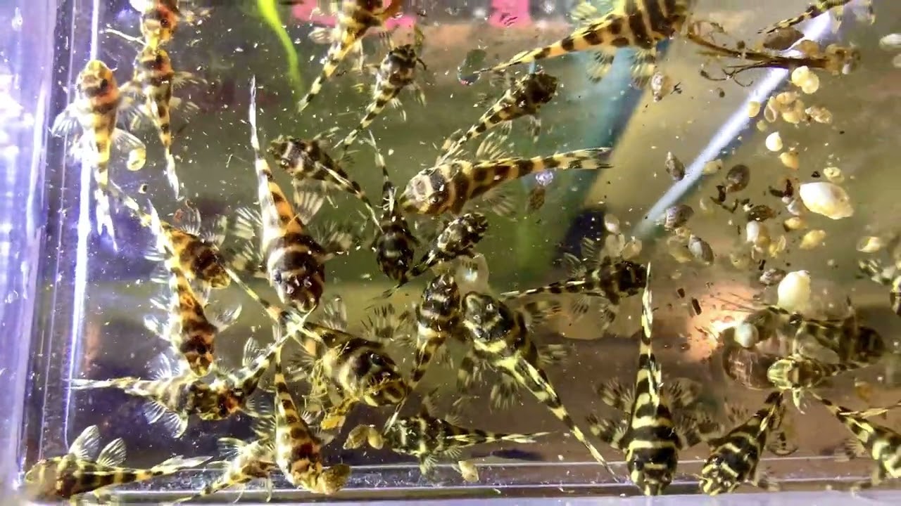 Loricaridi, Hypancistrus L333 gold Line AA