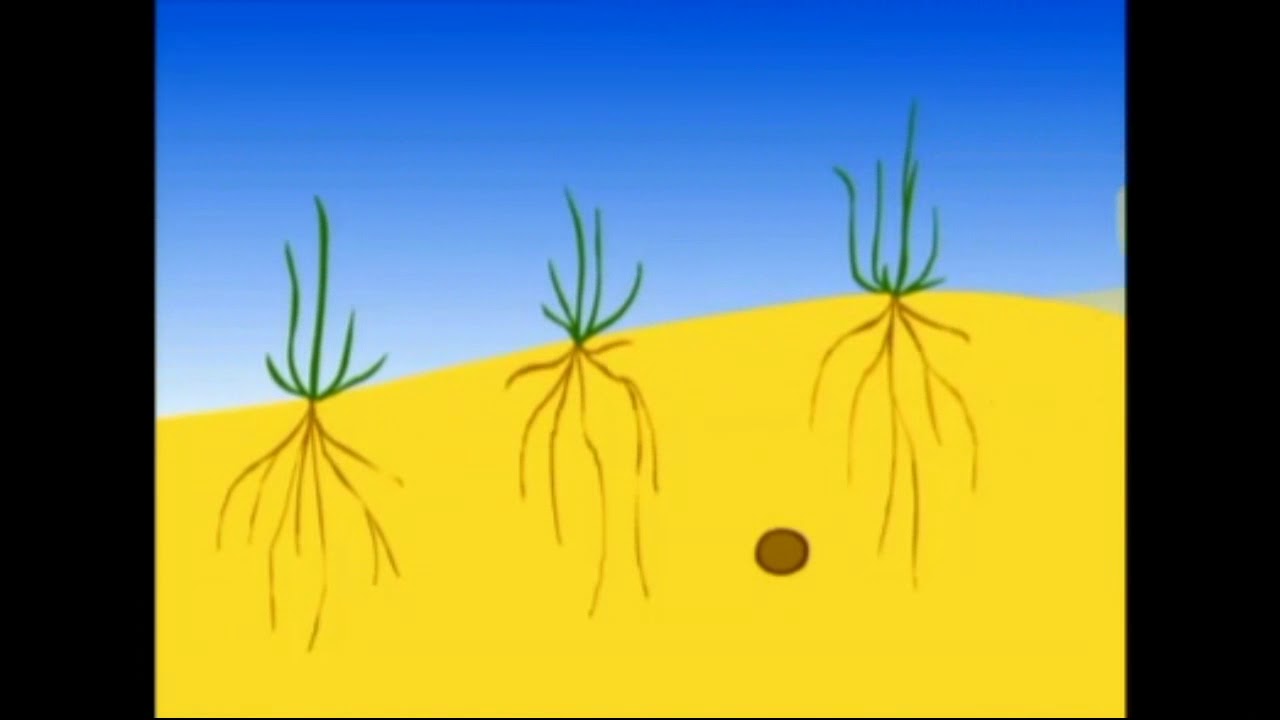 ontstaan duinen