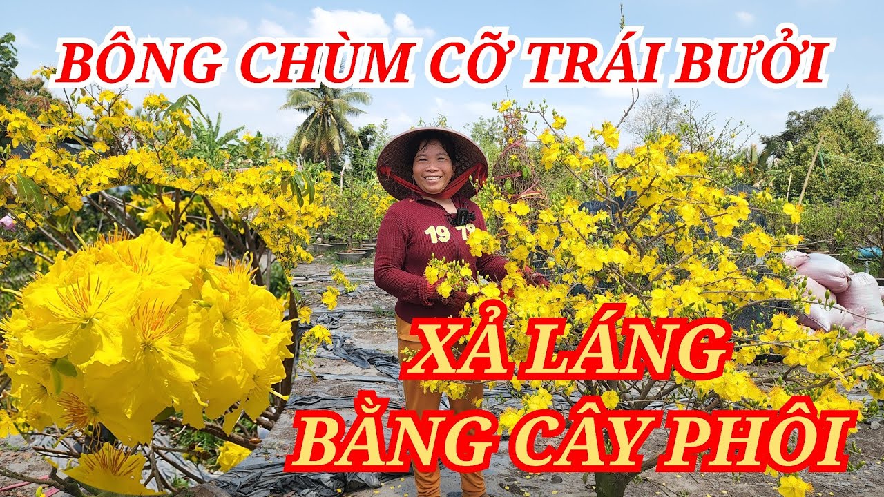 📞 XUYÊN 0347535763 MAI TÀNG THUẦN CHẬU HOA TO RẺ NHƯ CÂY PHÔI BAO SHIP 21/02/2026 | BẾN TRE ƠI