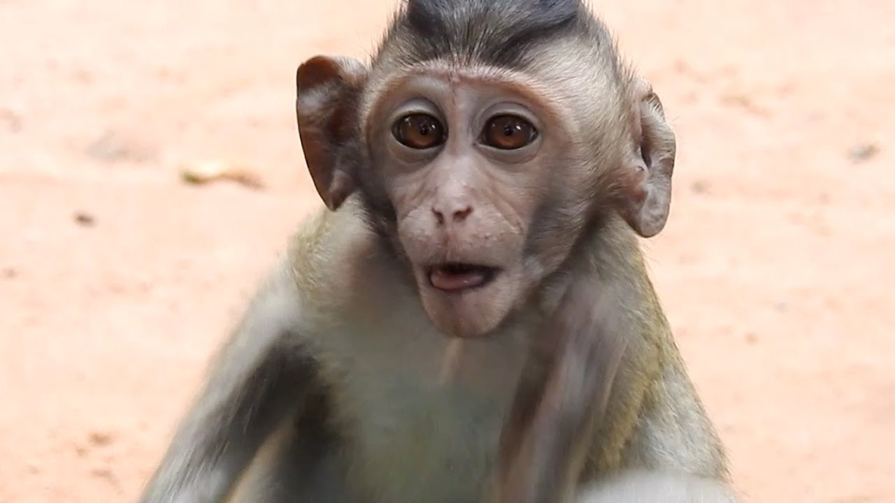 Cute little baby monkey eating and playing - Monkeys Eat Lotus Fruits