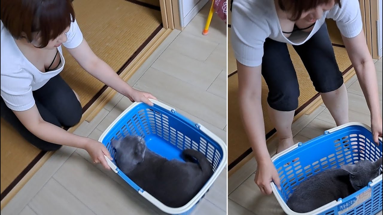ママがイタズラしても全然カゴから出てこないすずまろ