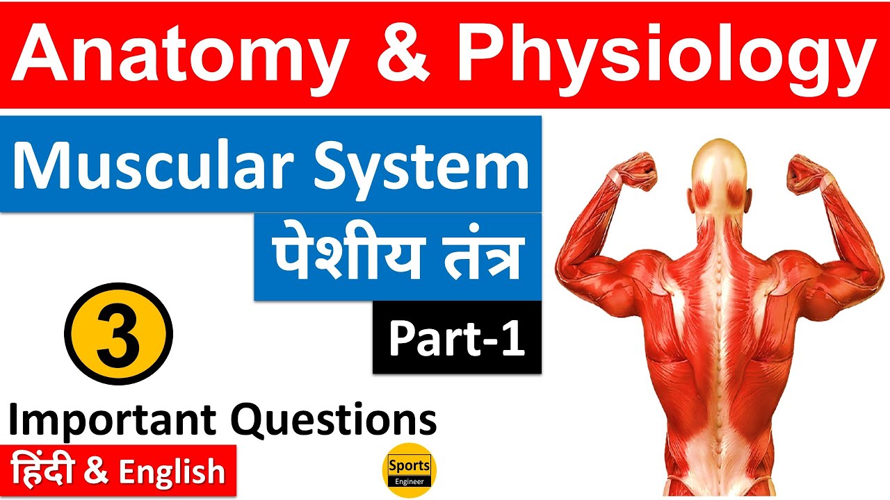 Muscular System (पेशीय तंत्र)-1 ||Anatomy & Physiology|| {Part-3} Physical Education MCQs