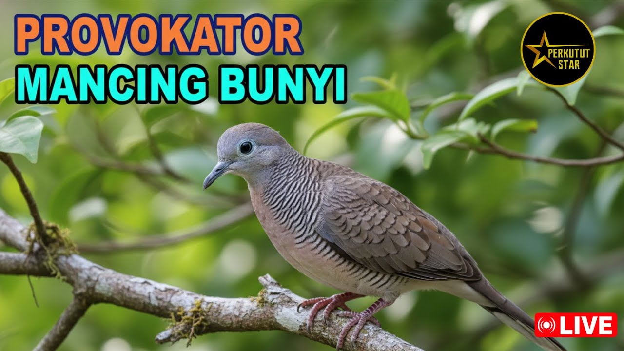 Perkutut Lokal Gacor alam liar - iramanya bikin lawan cepat nyaut