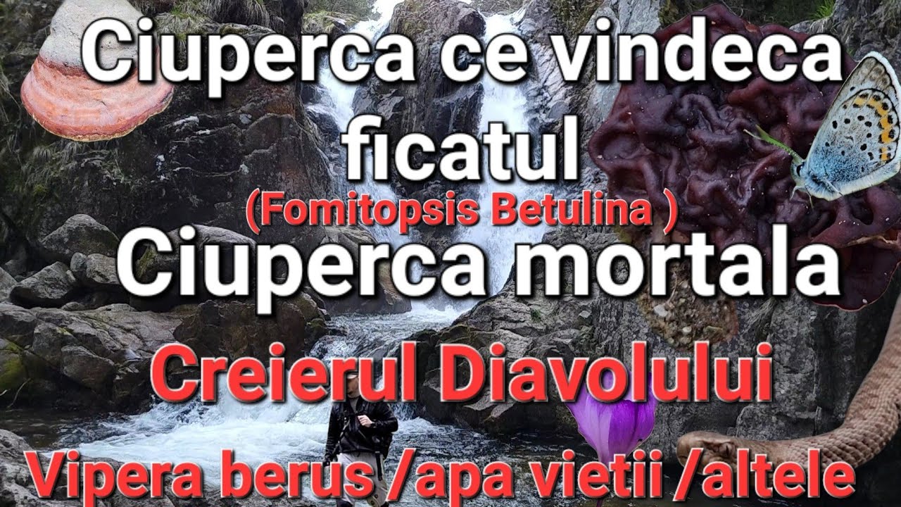 Vipera de munte - Berus/RETEZAT/Ciuperca mortală/Ciuperca delicioasa.