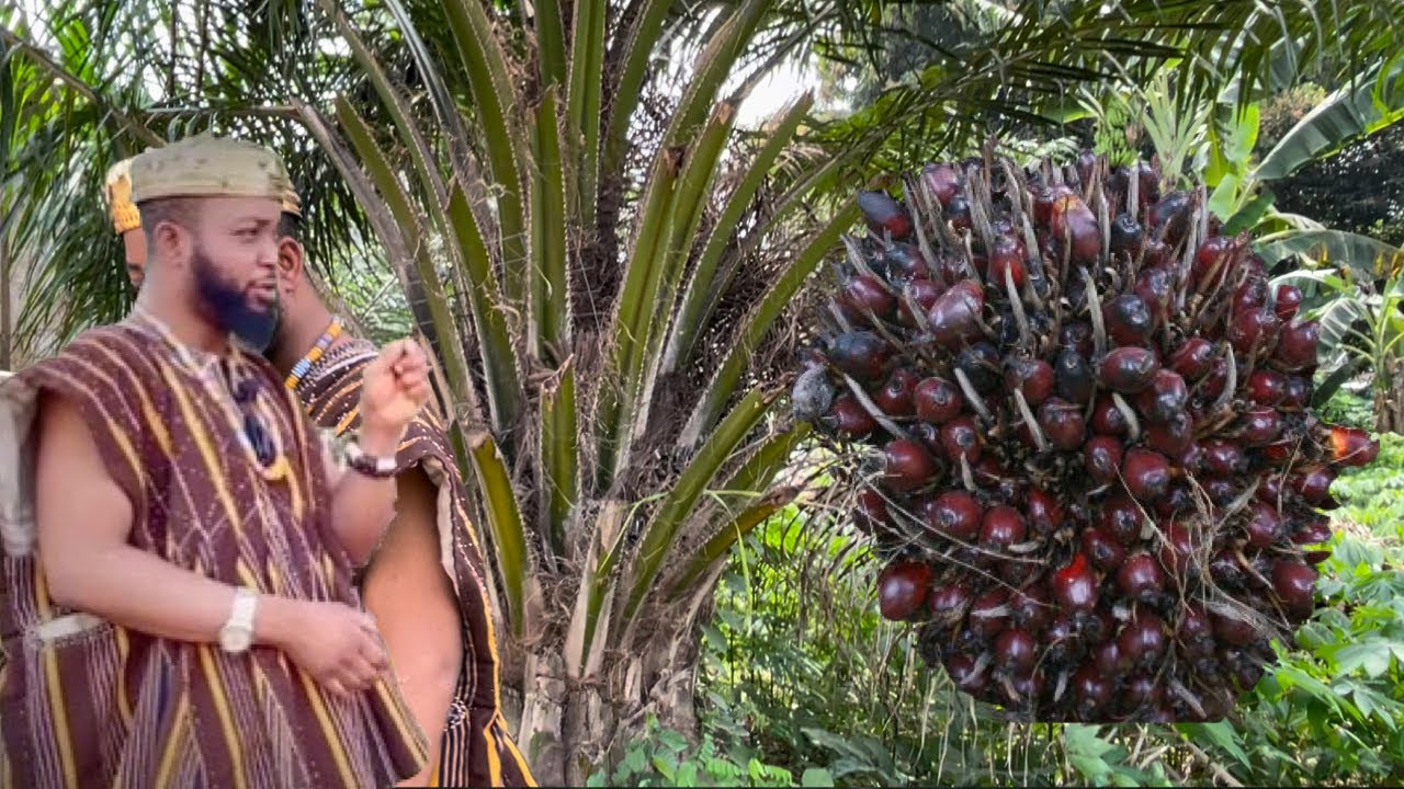 Before You Speak To Anyone In The Morning, Go To A Palm Tree & Do This - Spiritual Secrets Of Palm