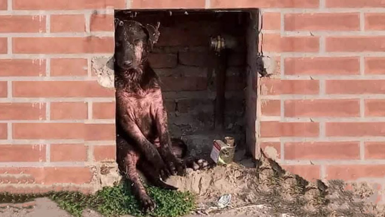 Stra&szlig;enhund versteckt sich vor Menschen in einer Mauer, doch sein Leben dreht sich um 180 Grad!