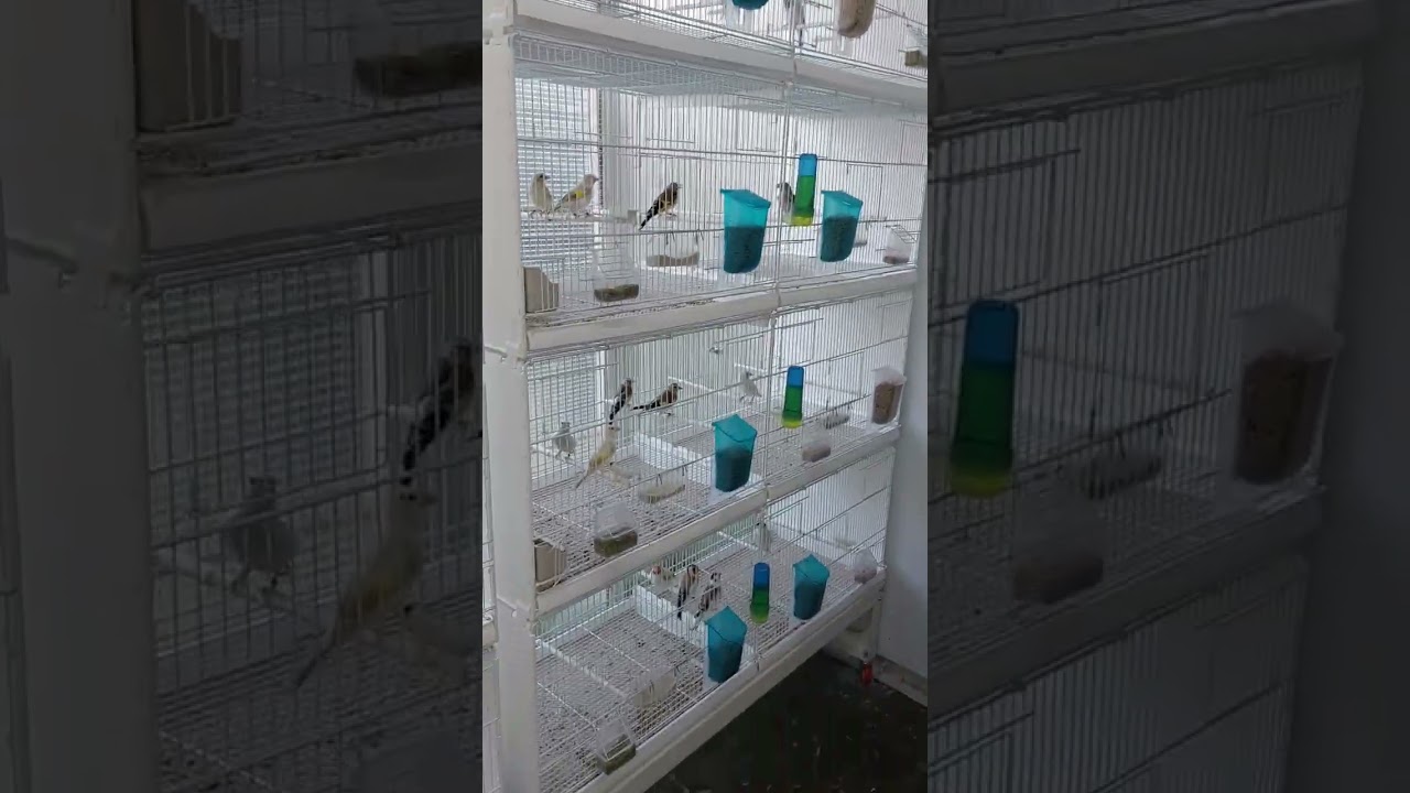 #cardellini #mayor #eumo #bruno #opale #agata #isabella #birds #goldfinch #jilguero #jilguero