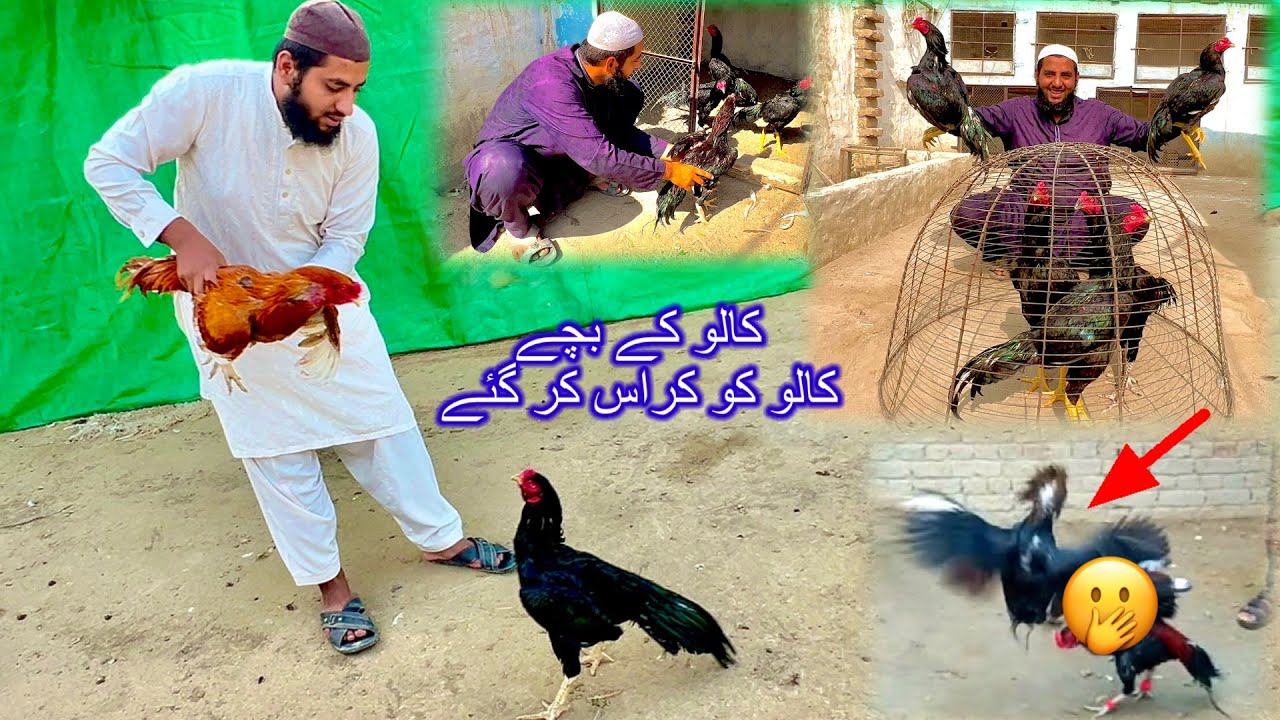 Kalo Ke Bachy Pagal Hugye 🫢 Bap Ko Cross Kr Gye 😳 Odhm Mcha Dya