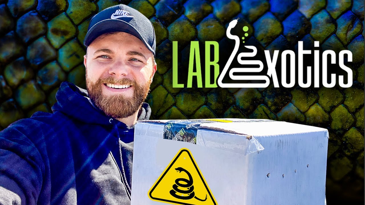 Our FIRST Super Dwarf Retic UNBOXING (LAB Exotics)