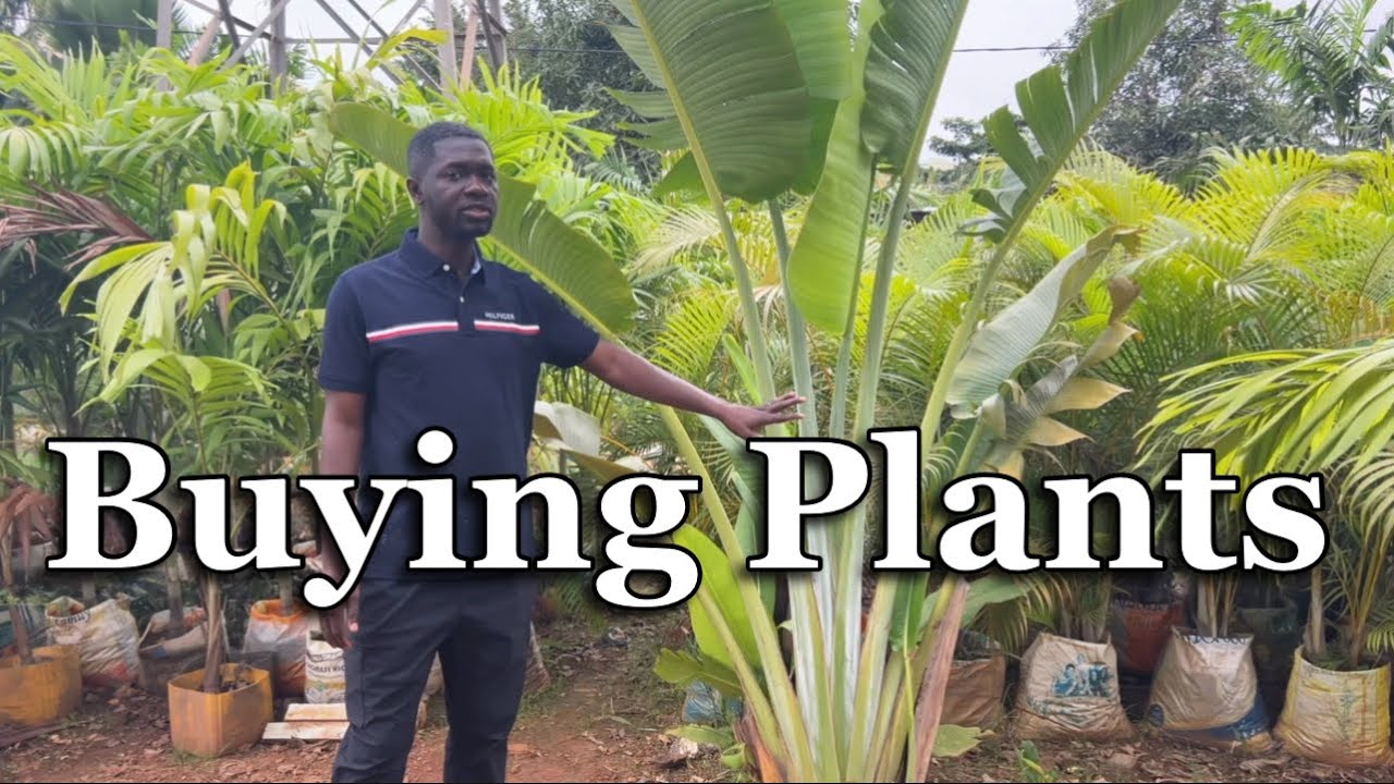 Buying Plants For My House || Building A House In Ghana || Episode 49
