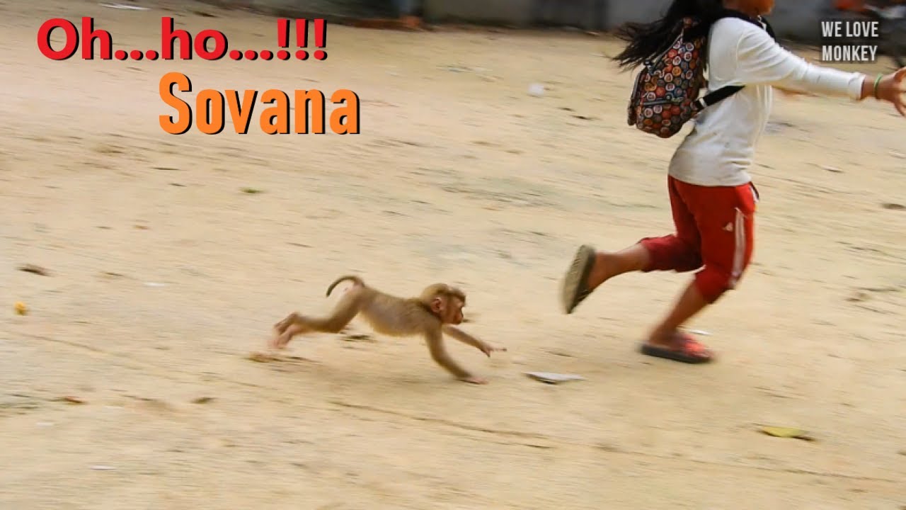 Abandoned Monkey Sovana is Make People Happy in Pagoda, Sovana is Just Like Human More Like Monkeys
