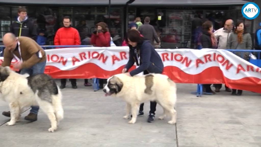 XXXVI Monográfica del Club Mastín del Pirineo