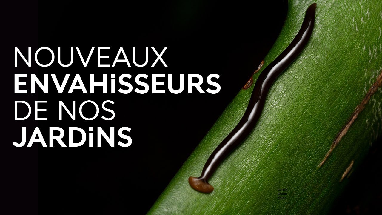 Les plathelminthes terrestres, nouveaux envahisseurs de nos jardins