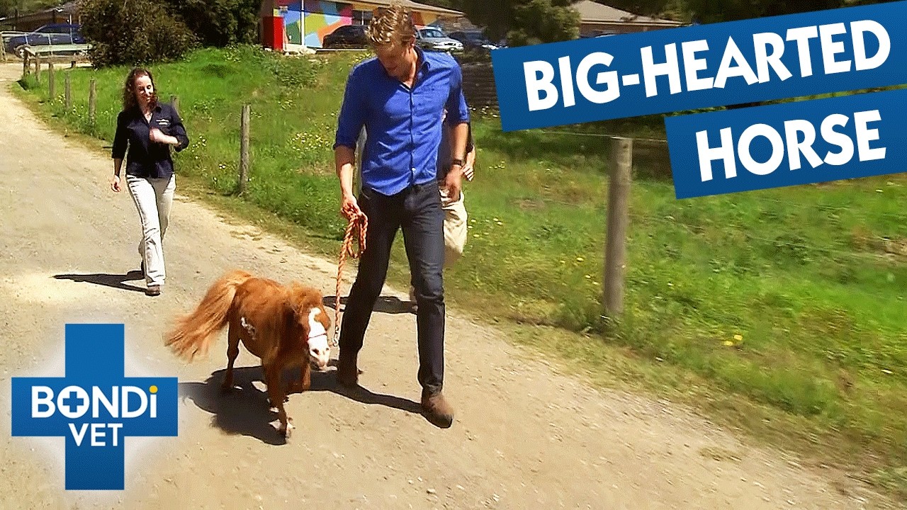 Australia's Smallest Horse Wasn't Meant To Pass 6 Months Of Age 🥺 Bondi Vet