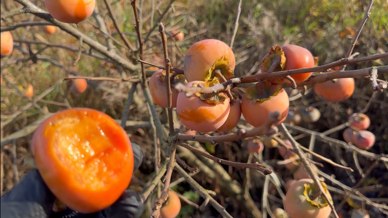 Дар Никиты и Сосновская хурма на СЗЗА