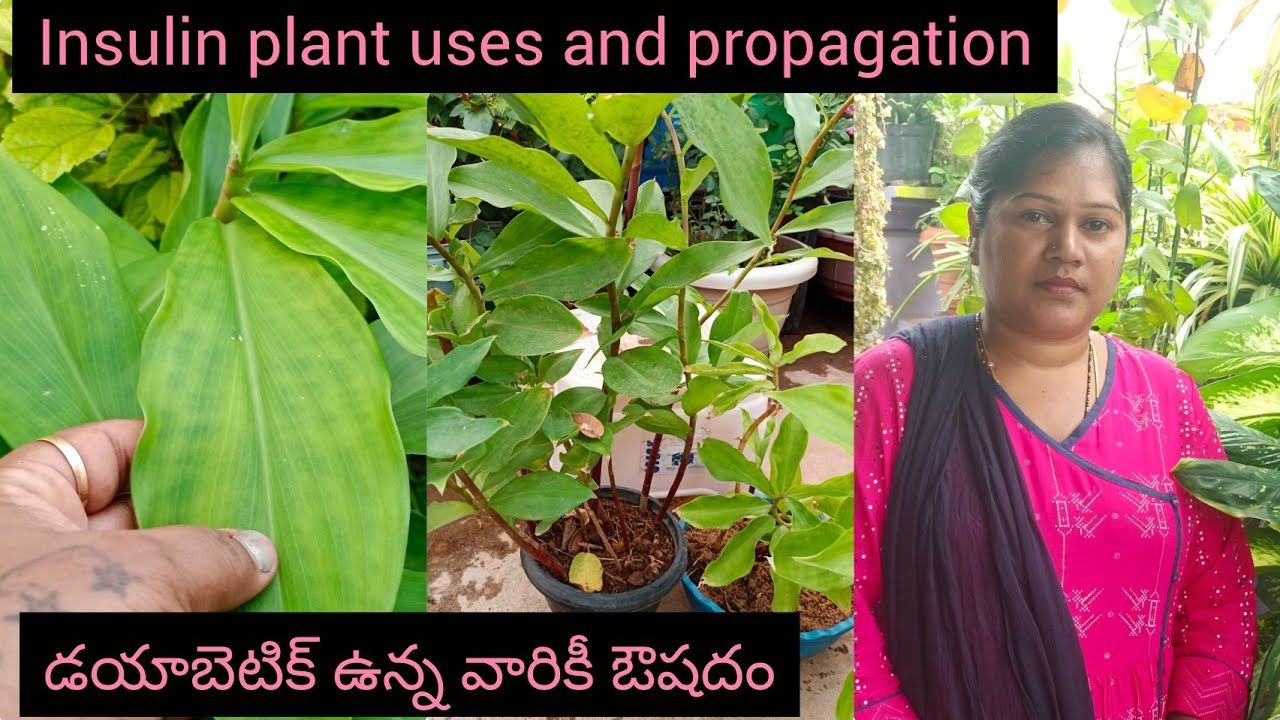 Insulin plant uses in telugu | How to grow insulin plant from cuttings
