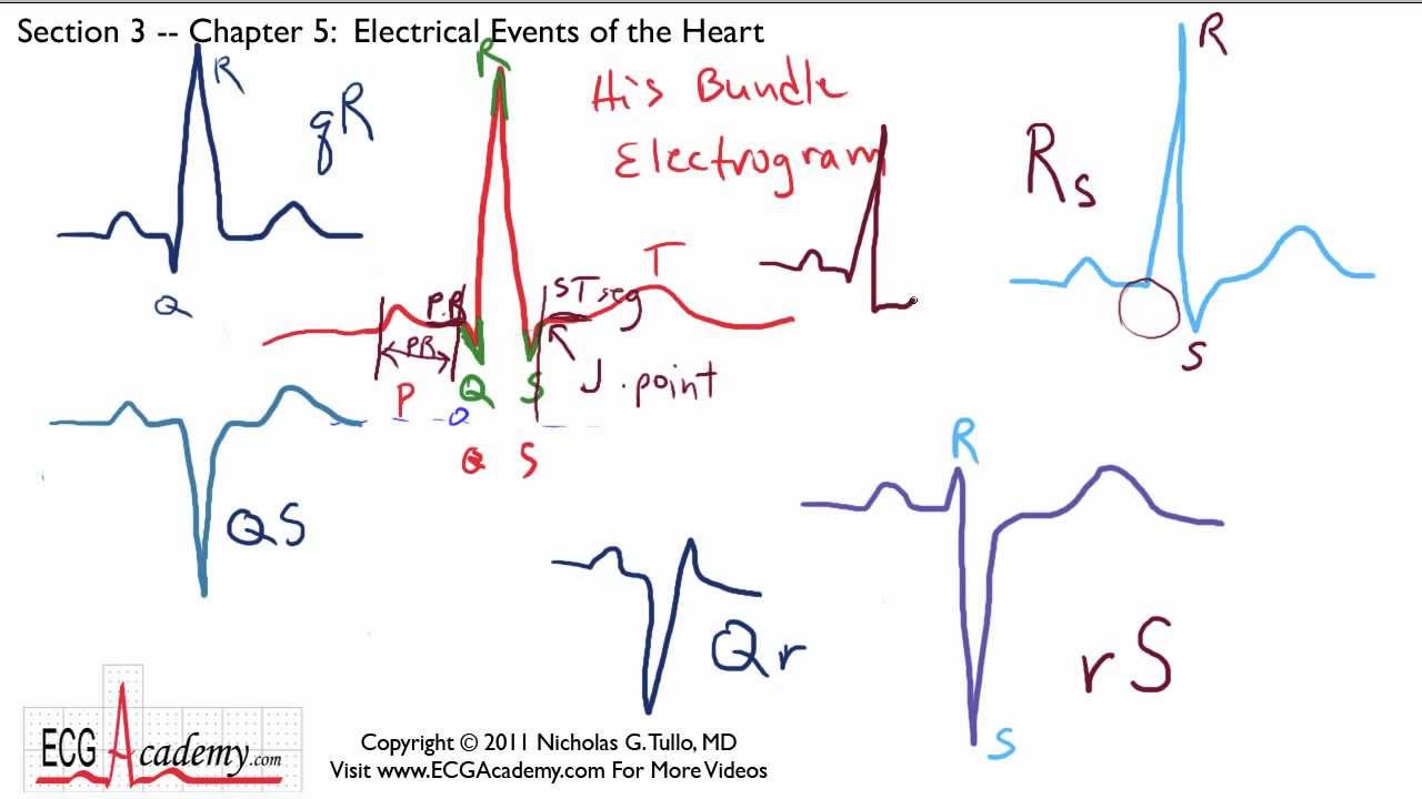 Electrical Events of the Heart 3-5 - ECG / EKG Interpretation -- BASIC