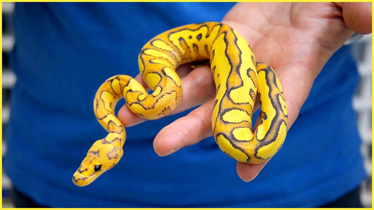 New Breeder NAILED the Odds &mdash; Desert Ghost Clown Combos! | #Hetflix 131