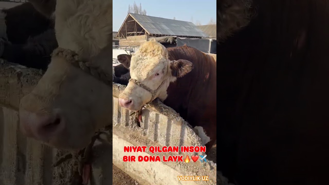 65.500 dan Kiloga baraka bo'ldi.