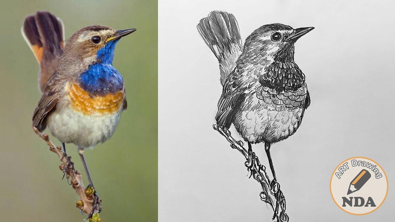 How To Draw A Realistic Bird - Pencil Animal Drawing | Art Drawing NDA