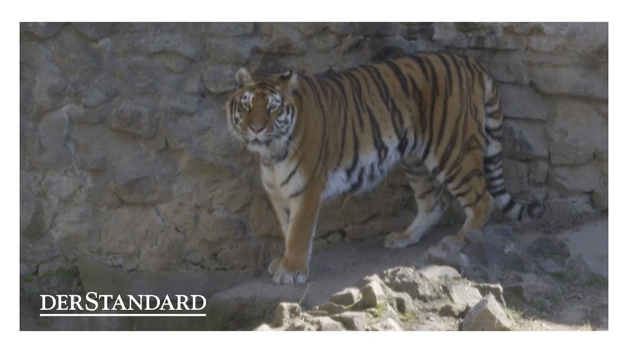 Mykolajiw: Größter Zoo der Ukraine im Kreuzfeuer