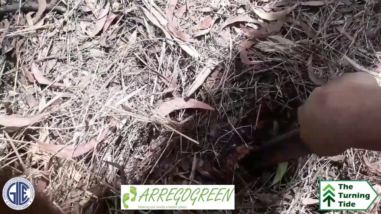 Locking Down Carbon - Deep Mulching - Waste Management - Composting - Food Forest - VLOG
