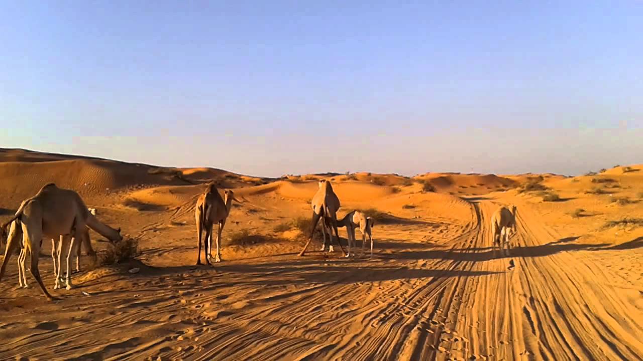 Velbloudi UAE 2014
