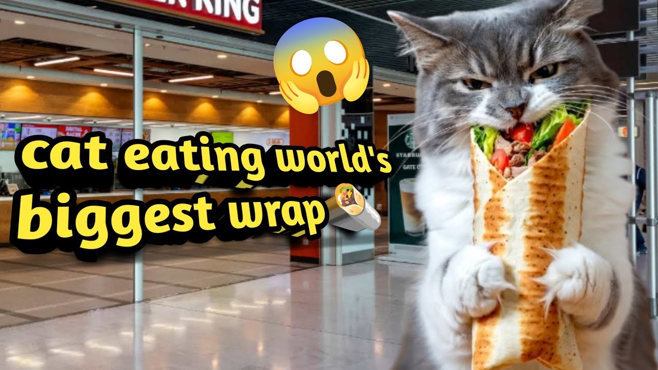 Cute Cat Mukbang 😻 Eating the World’s Biggest Wrap 🌯 | Extreme Food Challenge